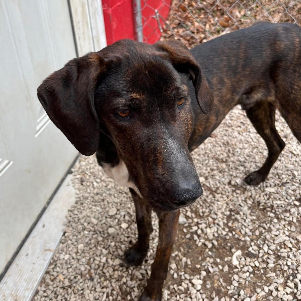 Jett, a Adoptable Plott Hound in Ona, WV image 4/6