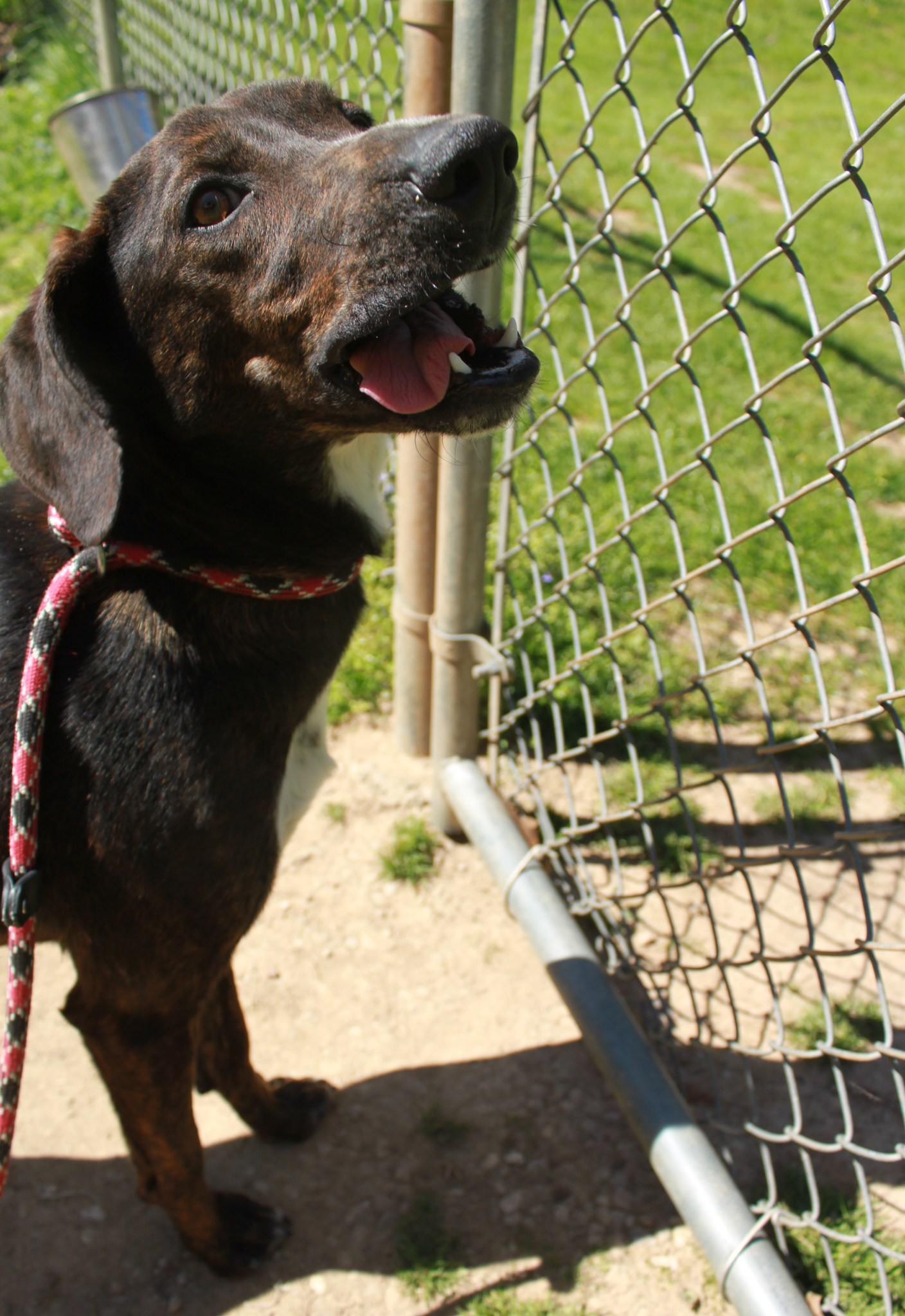 Jett, a Adoptable Plott Hound in Ona, WV image 5/6