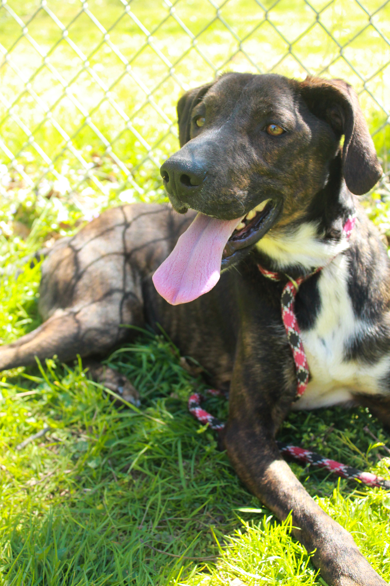 Jett, a Adoptable Plott Hound in Ona, WV image 6/6