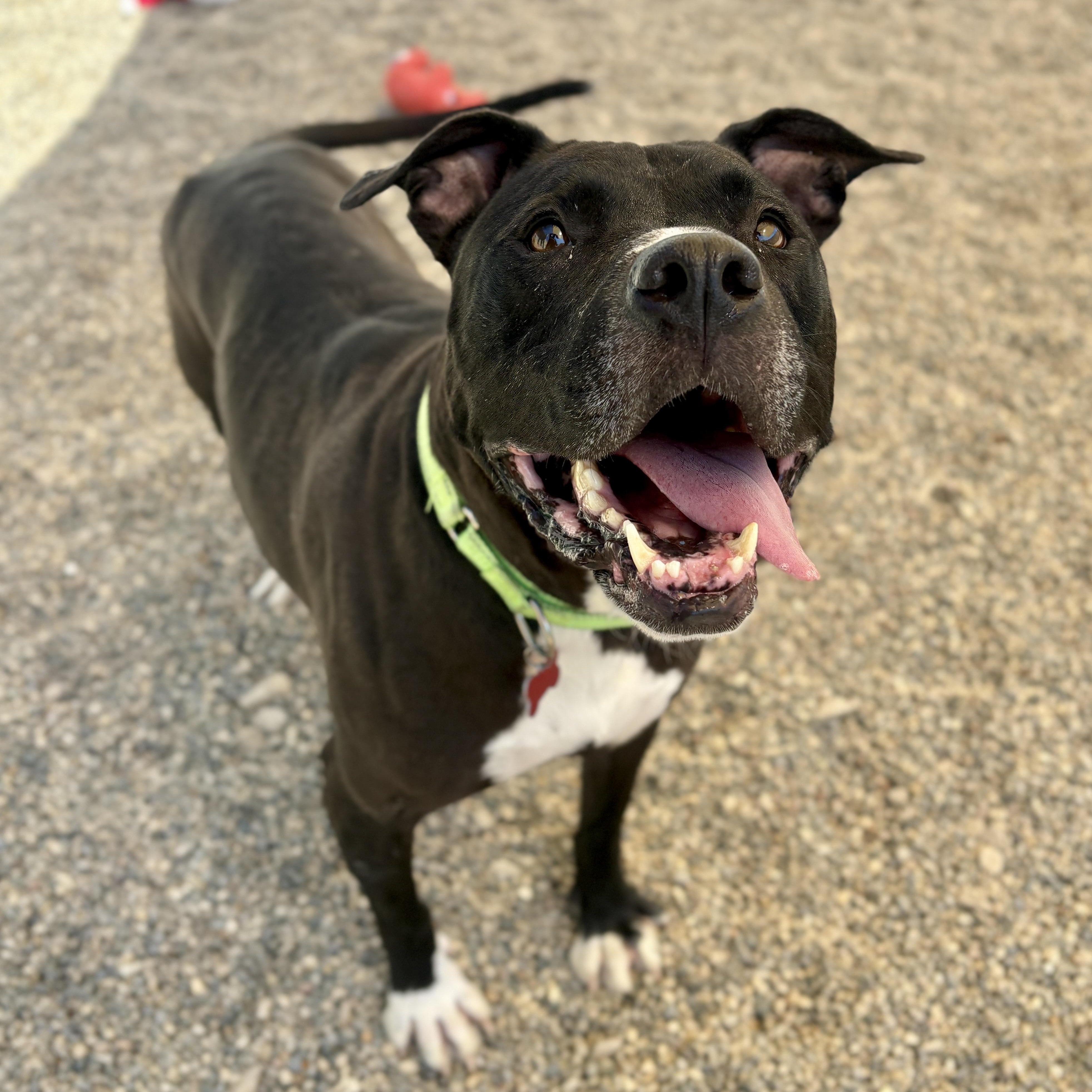 Dahlia, Adult Female Pit Bull Terrier