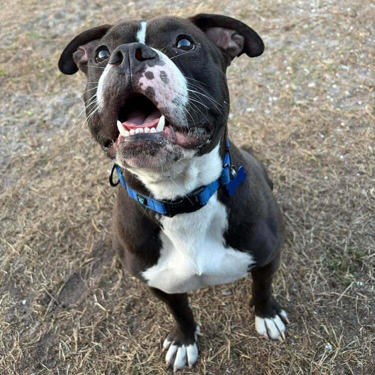 Enlarge Valentine, a Adoptable mixed breed in Seminole, FL image 1/5