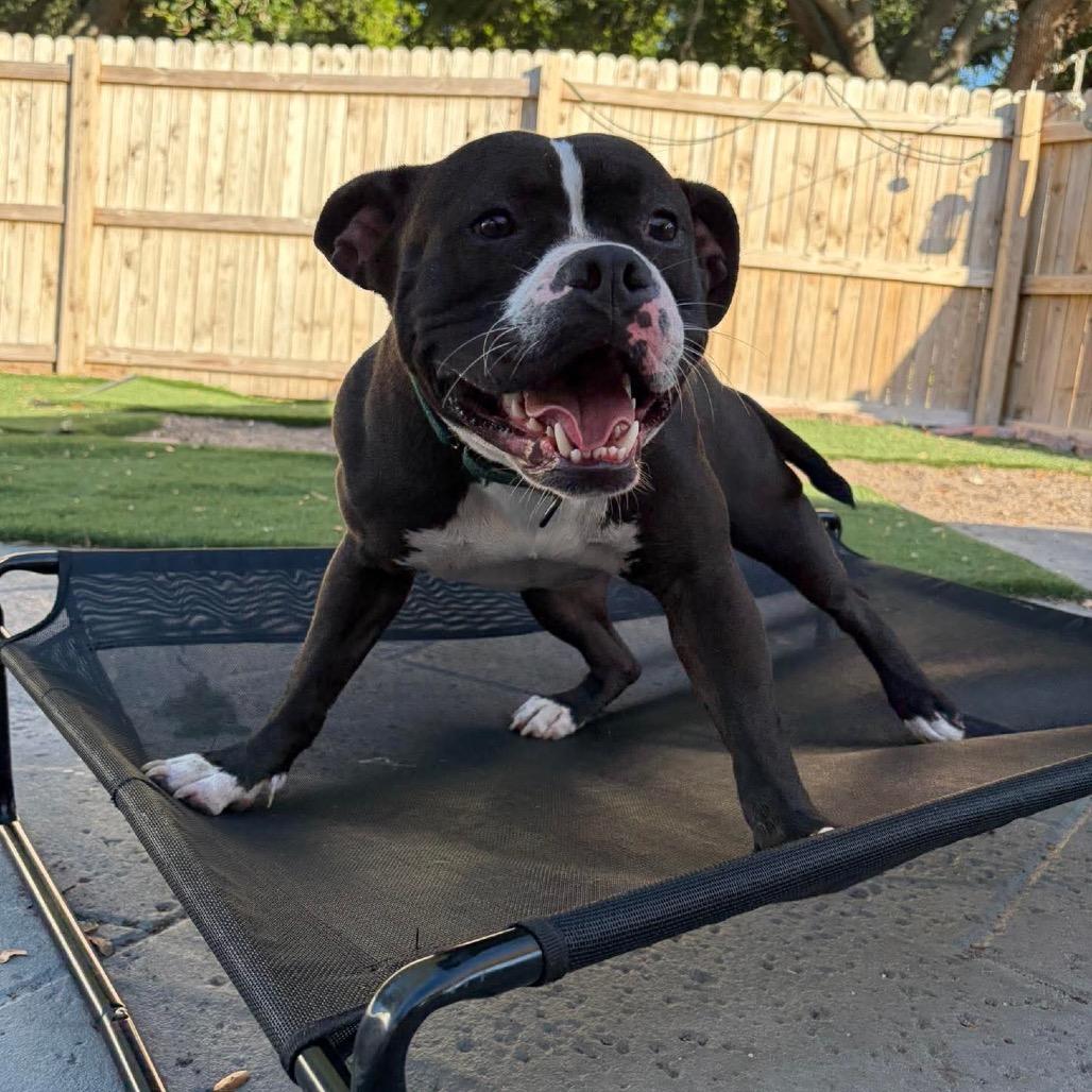 Enlarge Valentine, a Adoptable mixed breed in Seminole, FL image 3/6