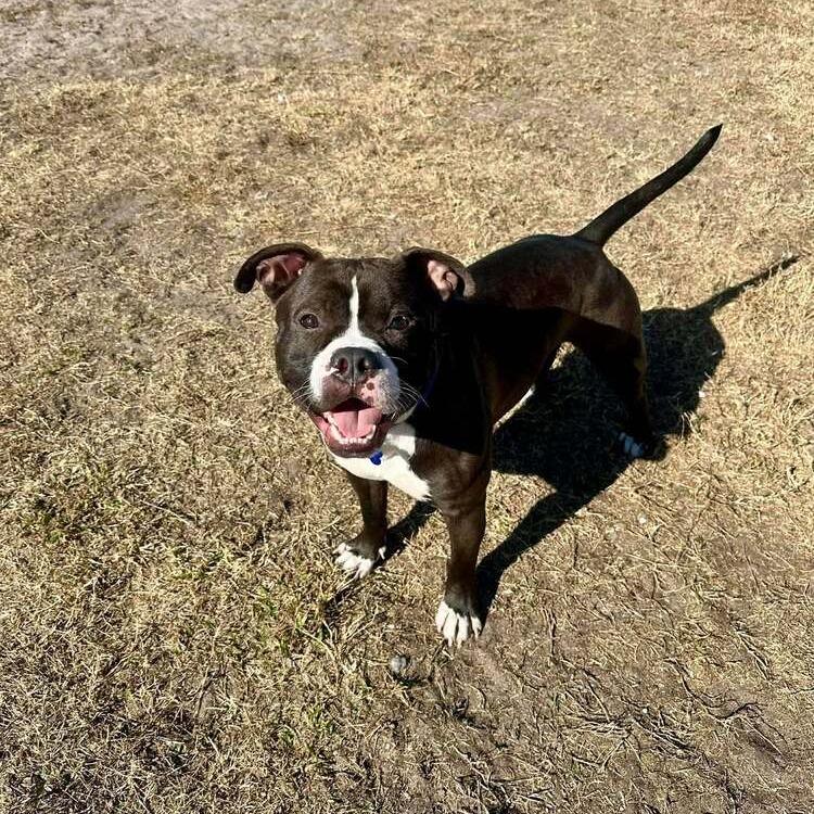 Enlarge Valentine, a Adoptable mixed breed in Seminole, FL image 3/5