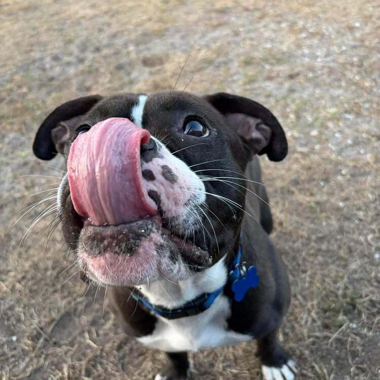 Enlarge Valentine, a Adoptable mixed breed in Seminole, FL image 4/5