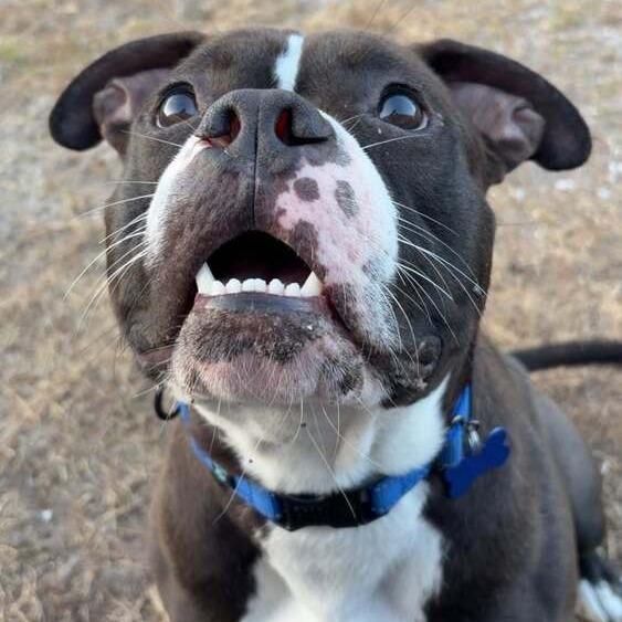 Enlarge Valentine, a Adoptable mixed breed in Seminole, FL image 5/5