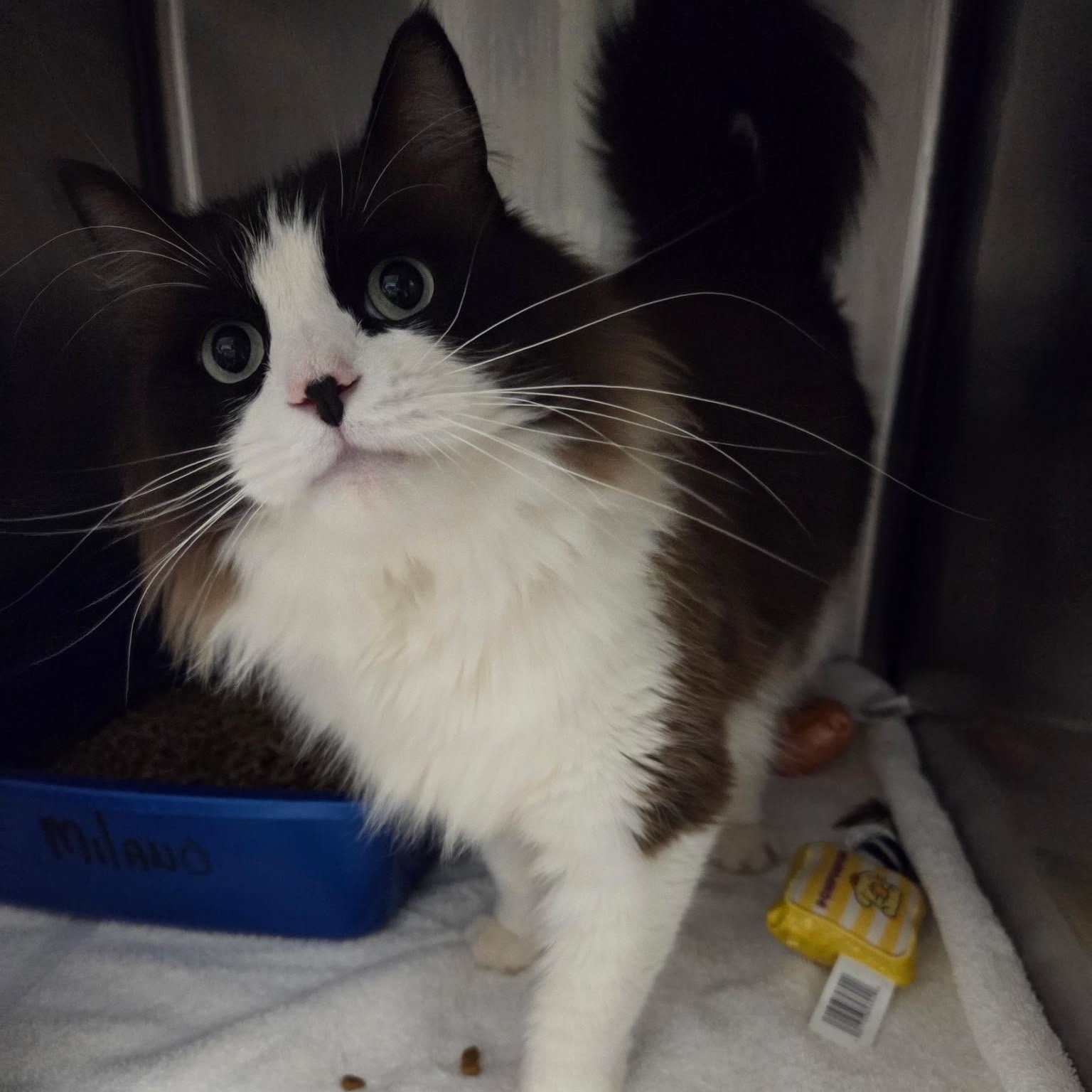 Milano, adopted, Adult Male Ragdoll.