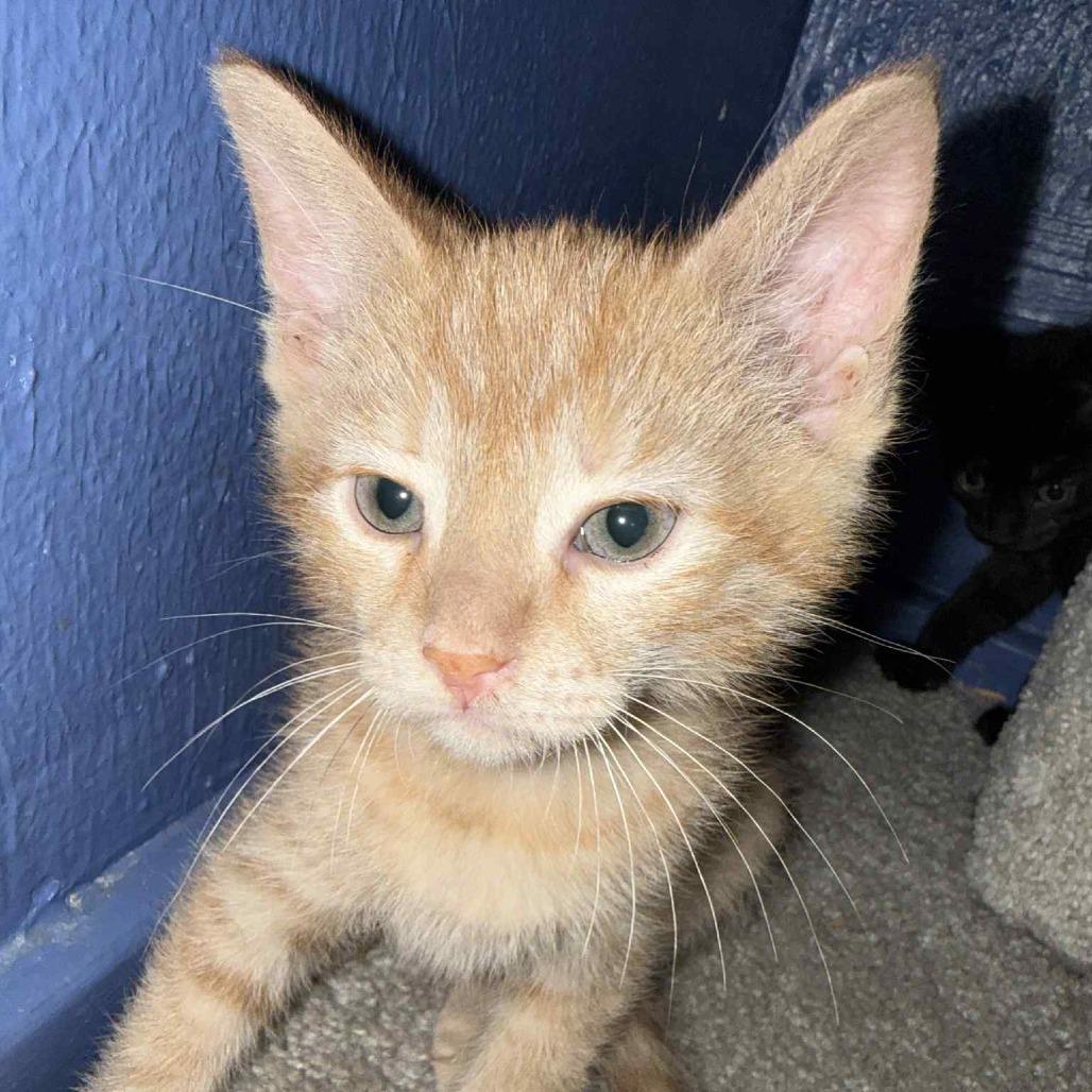 Wednesday, Adoptable, Kitten Female American Shorthair.