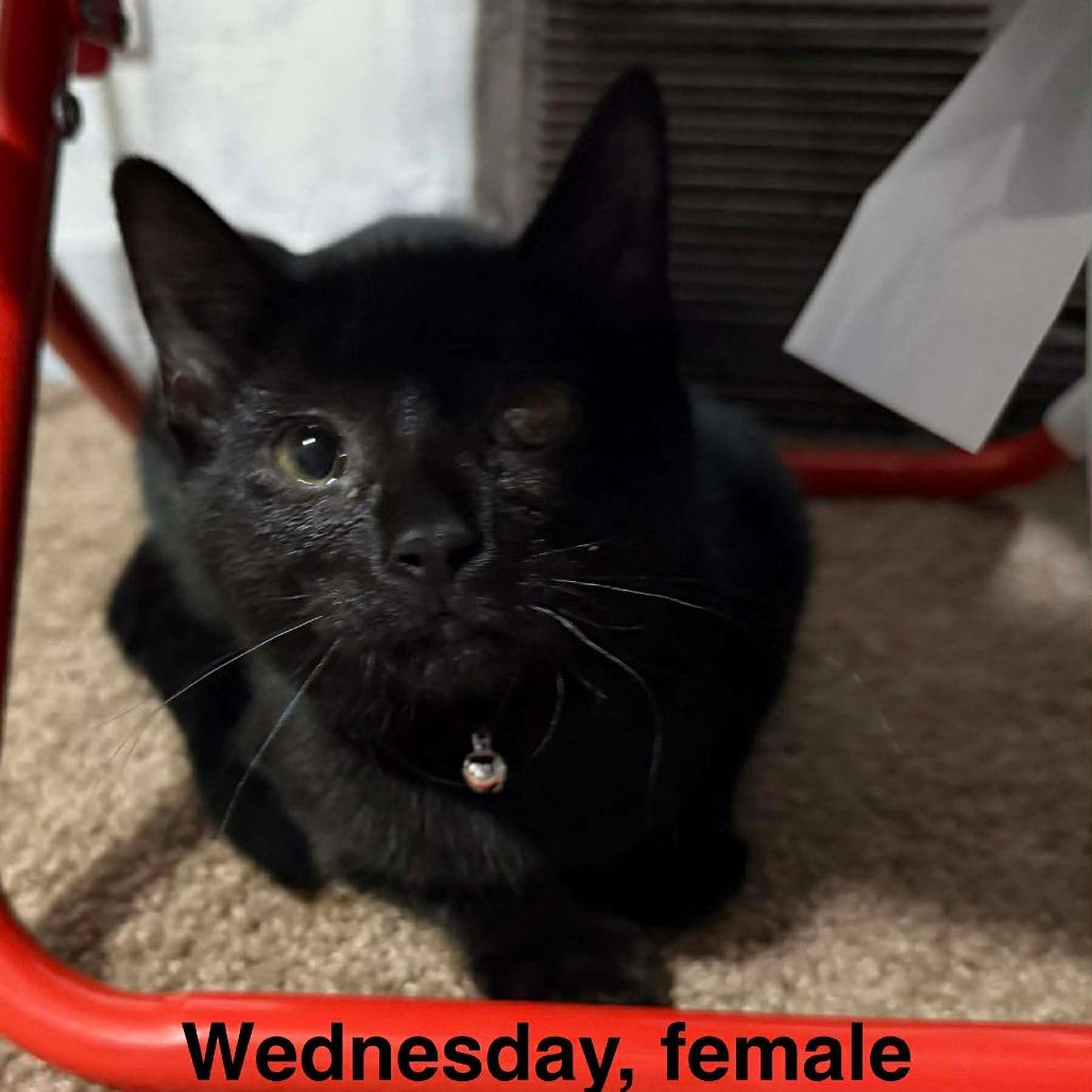 Enlarge Wednesday, a Adoptable American Shorthair in Lima, OH image 1/4