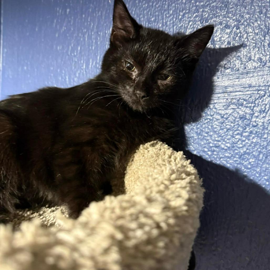 Enlarge Wednesday, a Adoptable American Shorthair in Lima, OH image 2/4