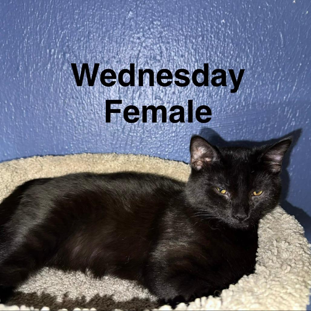Enlarge Wednesday, a Adoptable American Shorthair in Lima, OH image 3/4