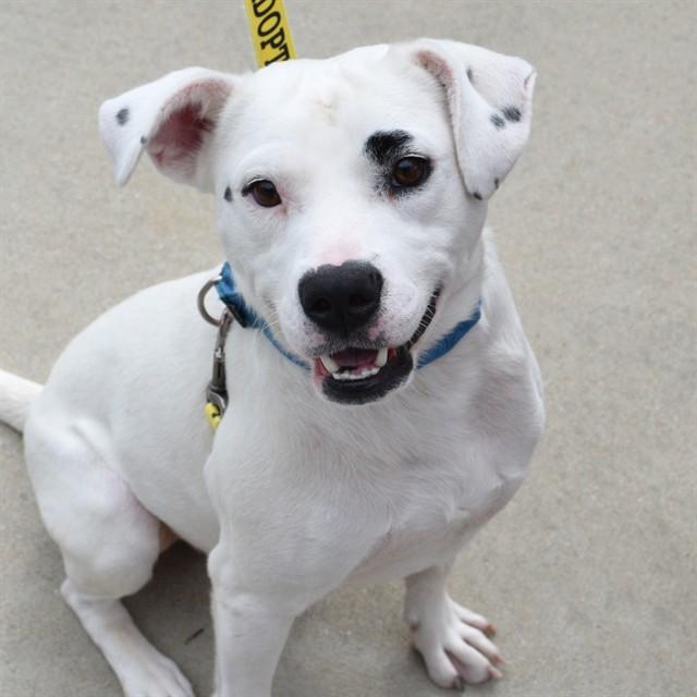 PANKO, Adoptable, Adult Male Labrador Retriever & Mixed Breed.