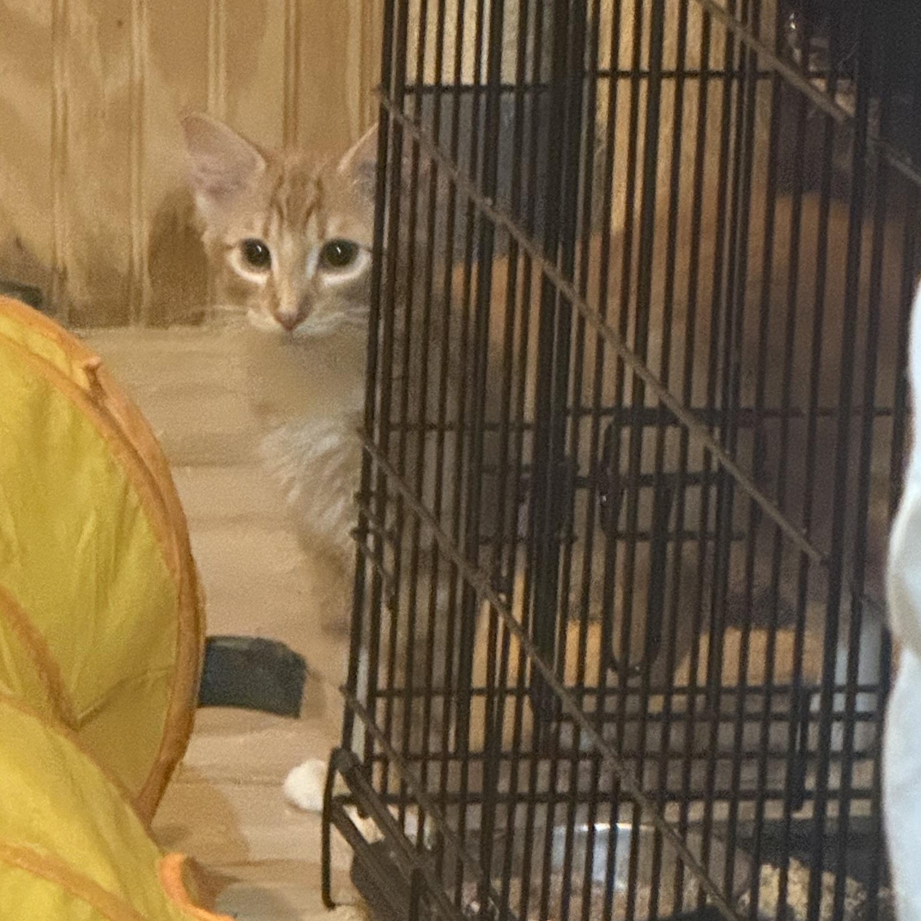 Queso, Adoptable, Young Male Domestic Medium Hair.