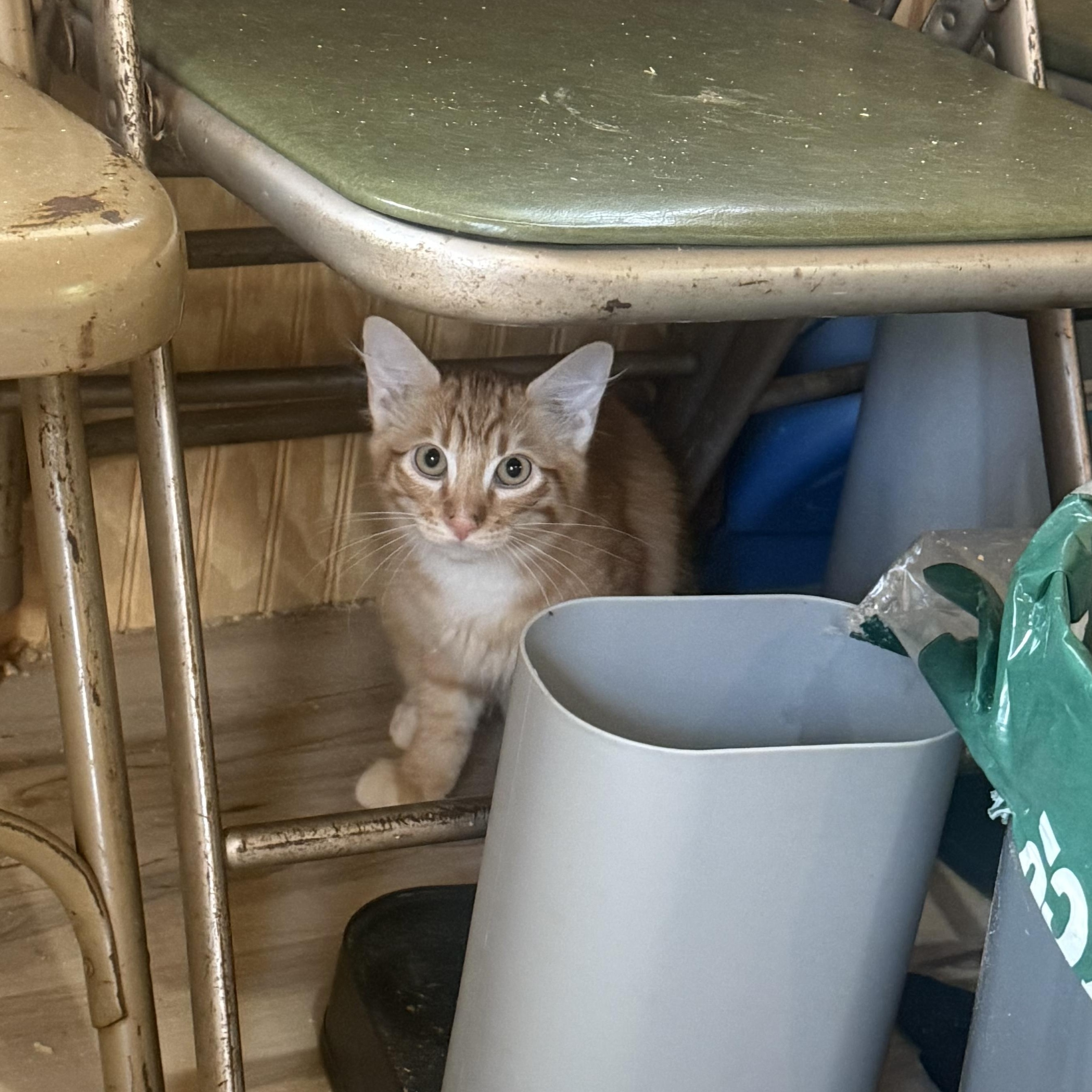 Queso, a Adoptable Domestic Medium Hair in Anna, TX image 2/2