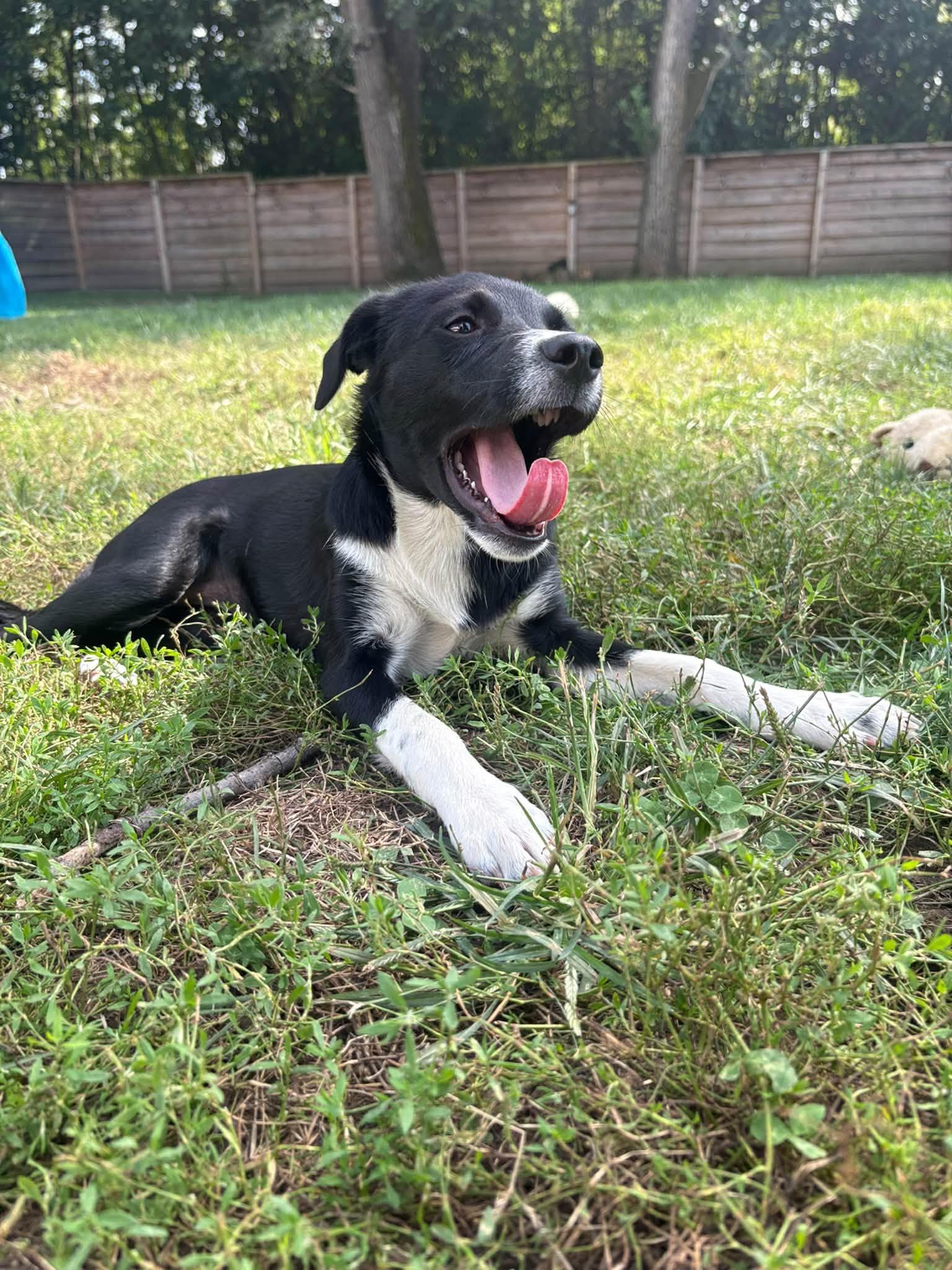 Enlarge Bianca, a Adopted mixed breed in Indianapolis, IN image 2/5