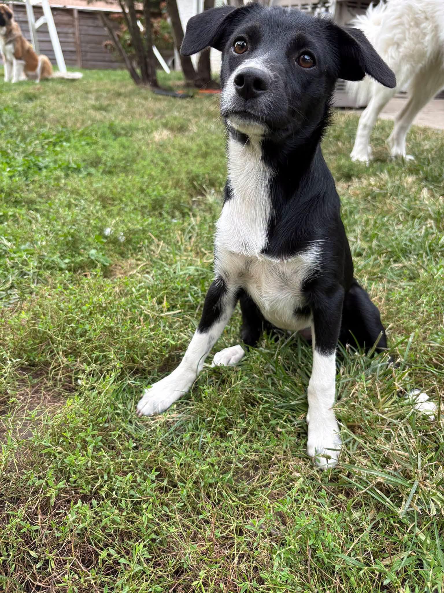 Enlarge Bianca, a Adopted mixed breed in Indianapolis, IN image 3/5