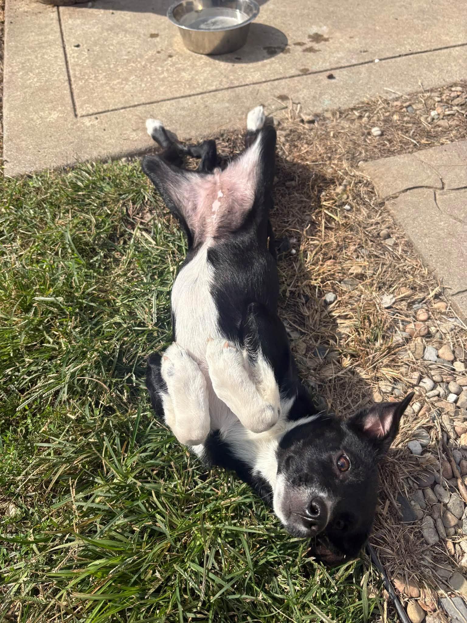Enlarge Bianca, a Adopted mixed breed in Indianapolis, IN image 5/5