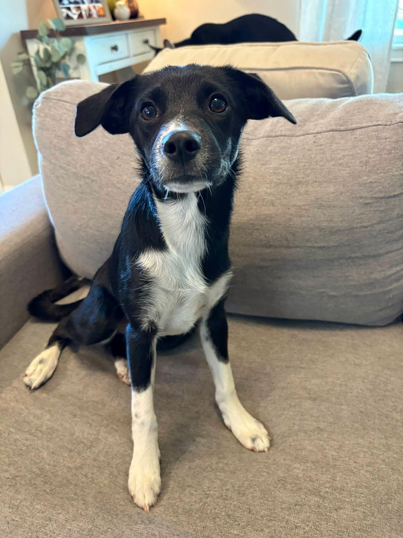 Bianca, Adopted, Puppy Female Border Collie.