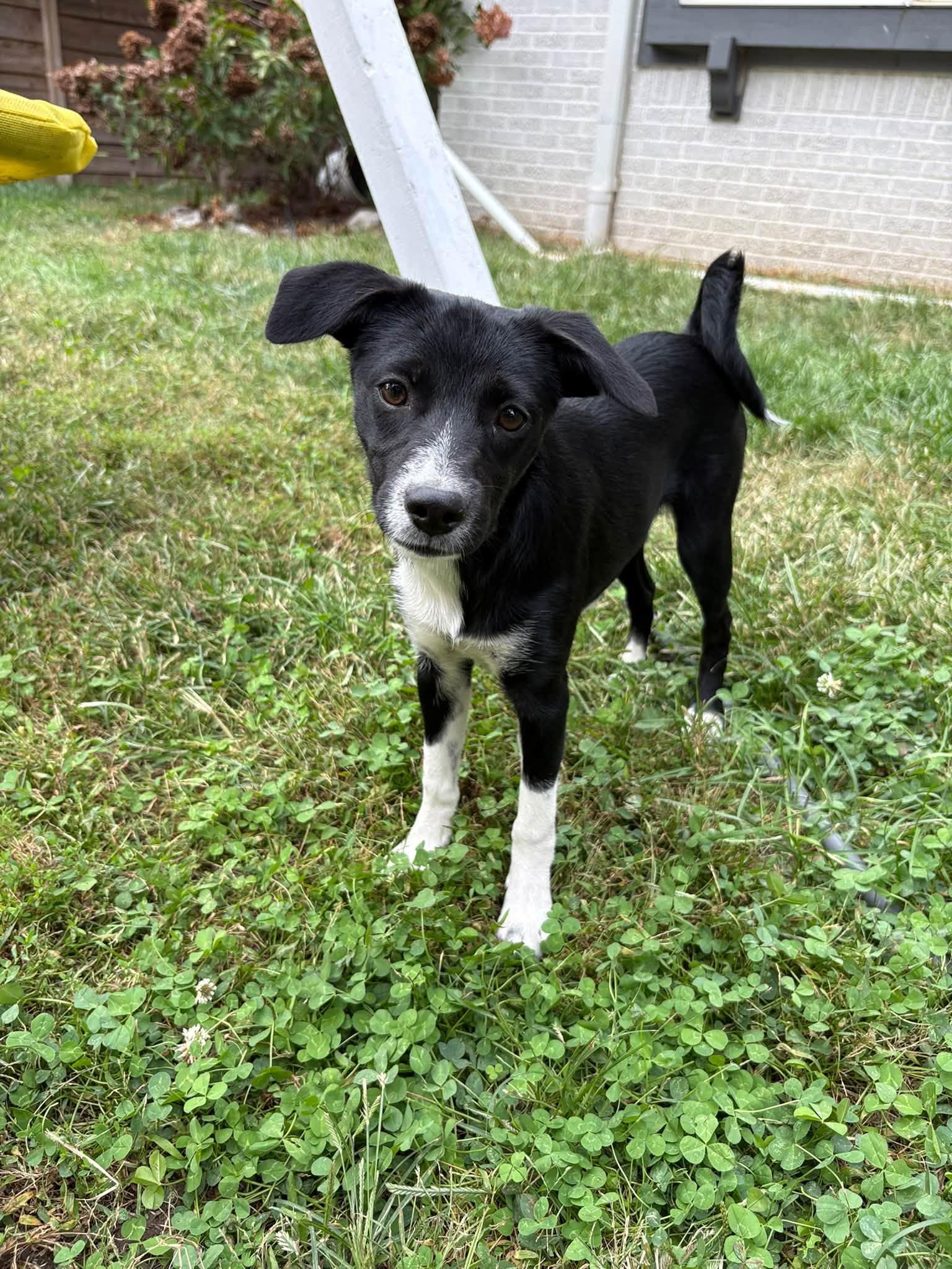 Enlarge Bianca, a Adopted mixed breed in Indianapolis, IN image 4/5