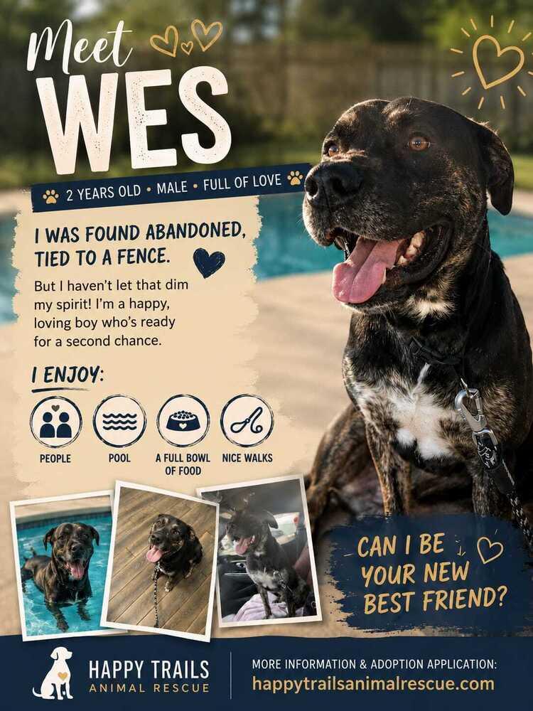Wes, Adoptable, Adult Male German Shepherd Dog & Rottweiler.