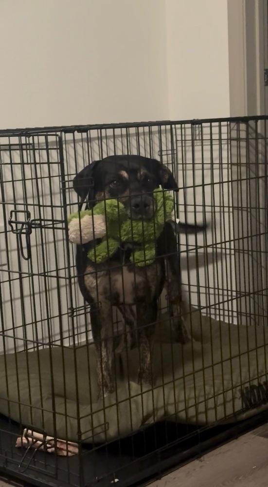 Enlarge Wes, a Adoptable mixed breed in Orlando, FL image 2/6