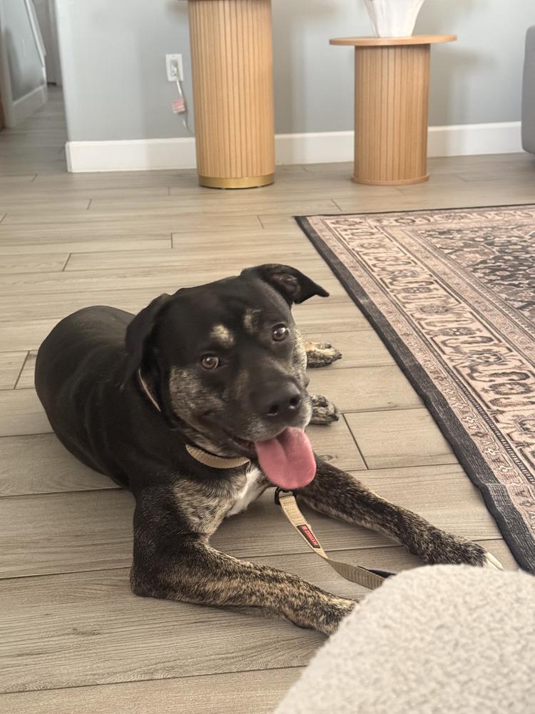 Enlarge Wes, a Adoptable mixed breed in Orlando, FL image 4/6