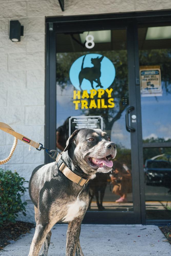 Enlarge Wes, a Adoptable mixed breed in Orlando, FL image 5/6