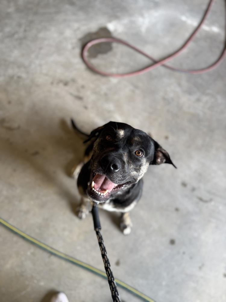 Enlarge Wes, a Adoptable mixed breed in Orlando, FL image 1/4