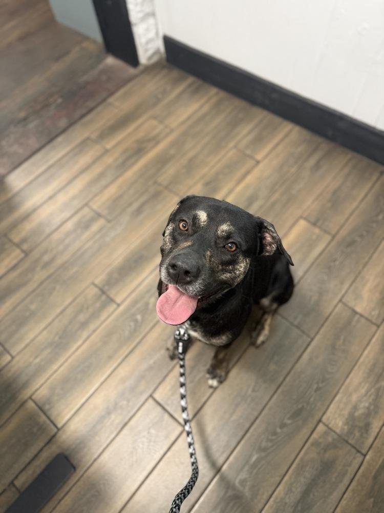 Enlarge Wes, a Adoptable mixed breed in Orlando, FL image 2/4