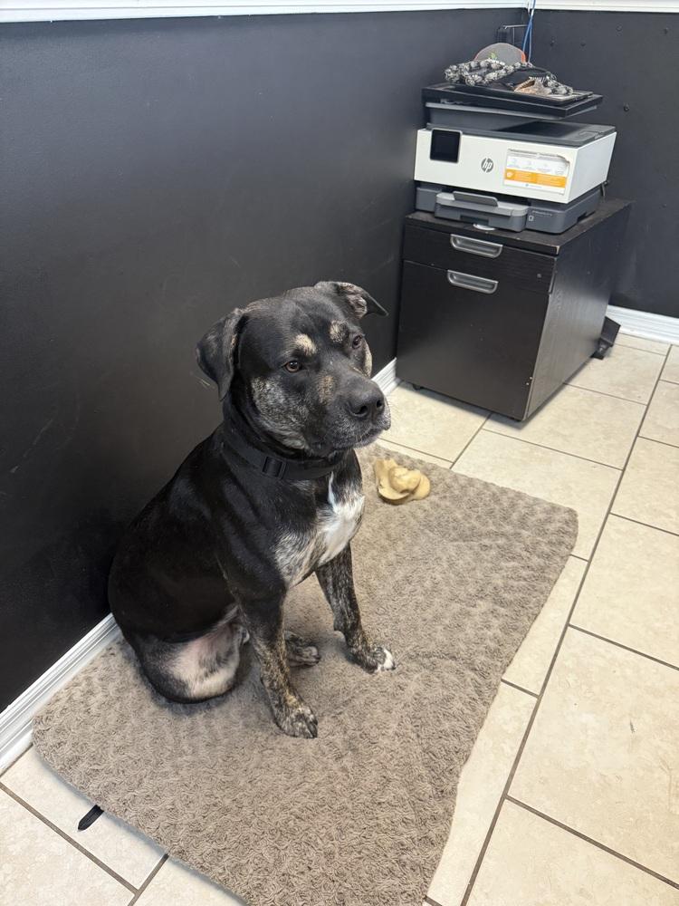 Enlarge Wes, a Adoptable mixed breed in Orlando, FL image 3/4