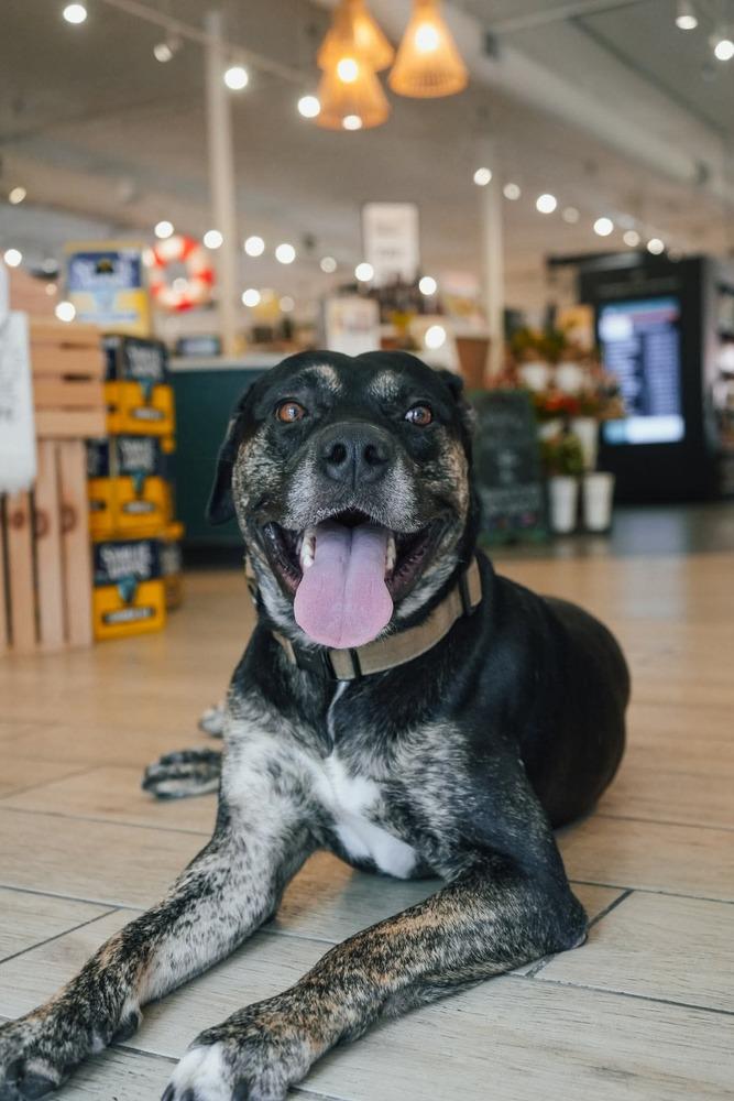 Enlarge Wes, a Adoptable mixed breed in Orlando, FL image 6/6