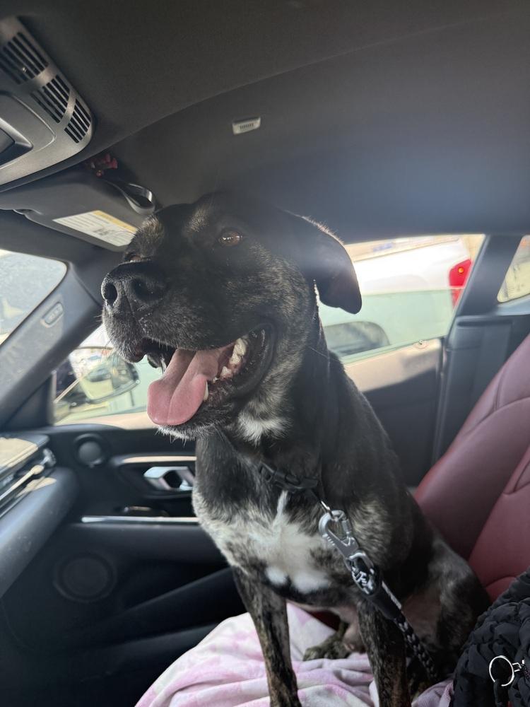 Enlarge Wes, a Adoptable mixed breed in Orlando, FL image 4/4