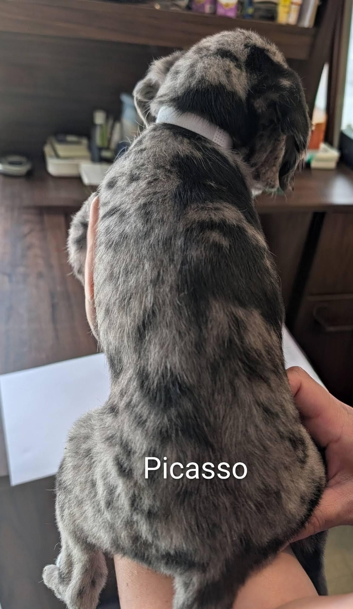 Enlarge Picasso - Works of Art Litter, a ADOPTABLE Catahoula Leopard Dog in Amelia, OH image 3/4