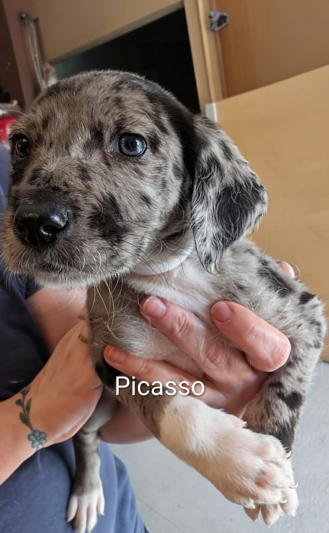 Enlarge Picasso - Works of Art Litter, a ADOPTABLE Catahoula Leopard Dog in Amelia, OH image 1/4