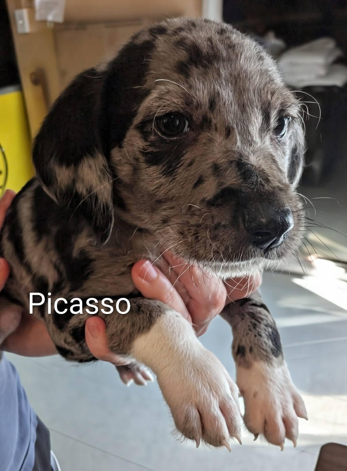 Enlarge Picasso - Works of Art Litter, a ADOPTABLE Catahoula Leopard Dog in Amelia, OH image 2/4