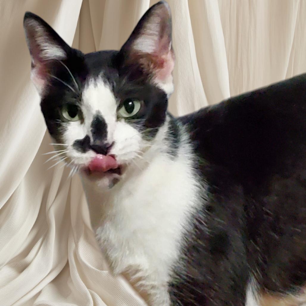 Daisy Mae, Adoptable, Adult Female Domestic Short Hair.