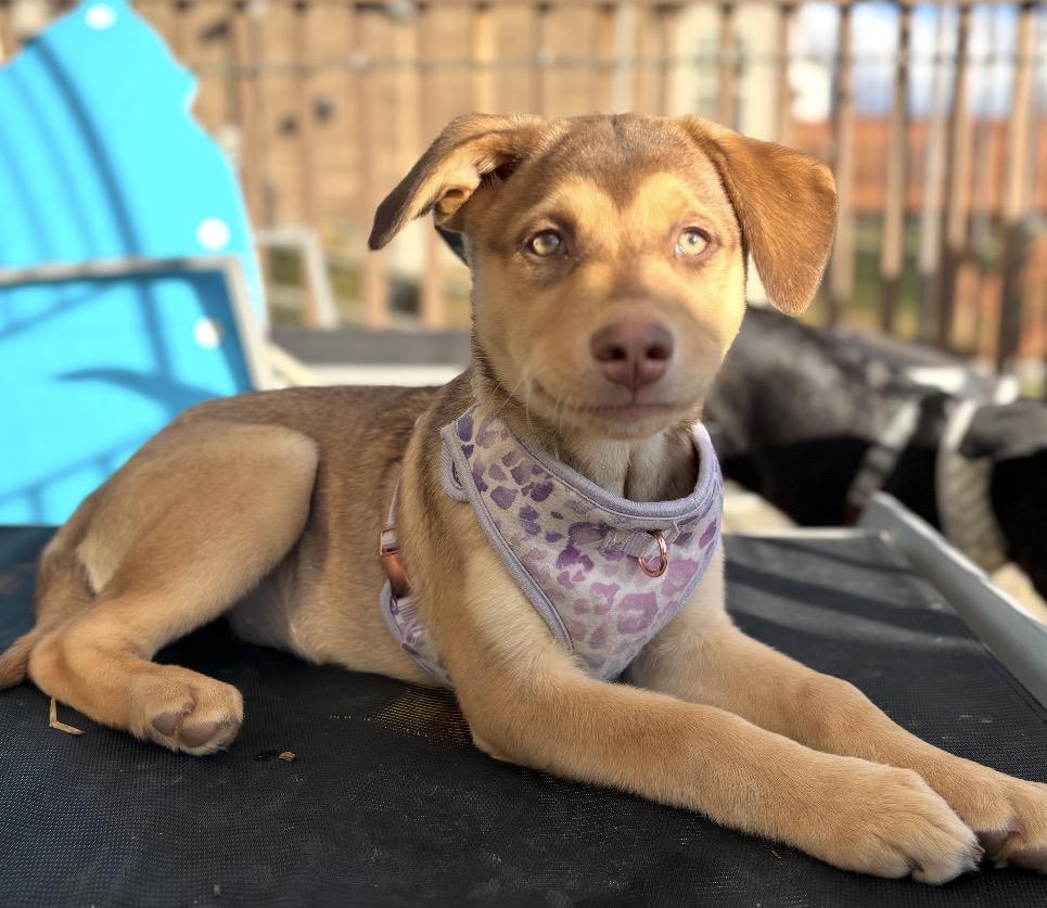 Snickerdoodle, adoptable, Puppy Female Mixed Breed.