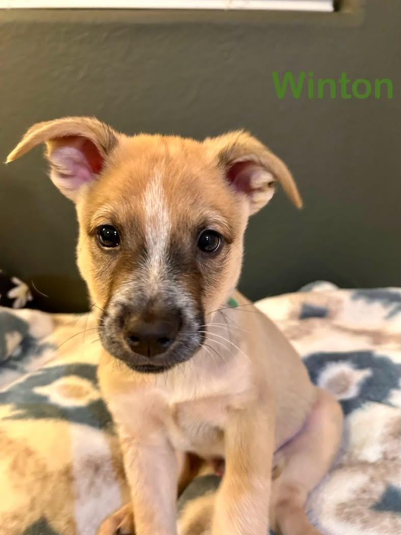 Winton, Adoptable, Puppy Male Australian Cattle Dog / Blue Heeler & Mixed Breed.
