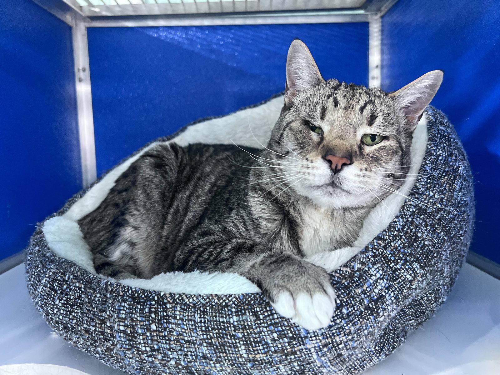 Shogi, Adoptable, Senior Male Domestic Short Hair.