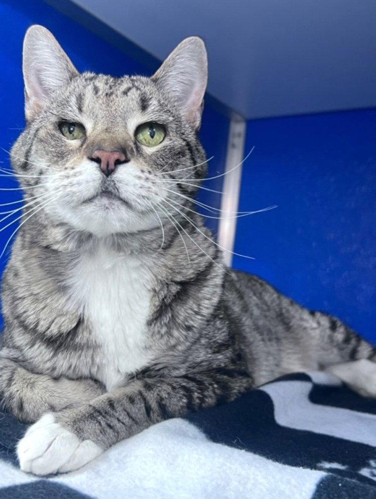 Shogi, a Adoptable Domestic Short Hair in Colorado Springs, CO image 2/2