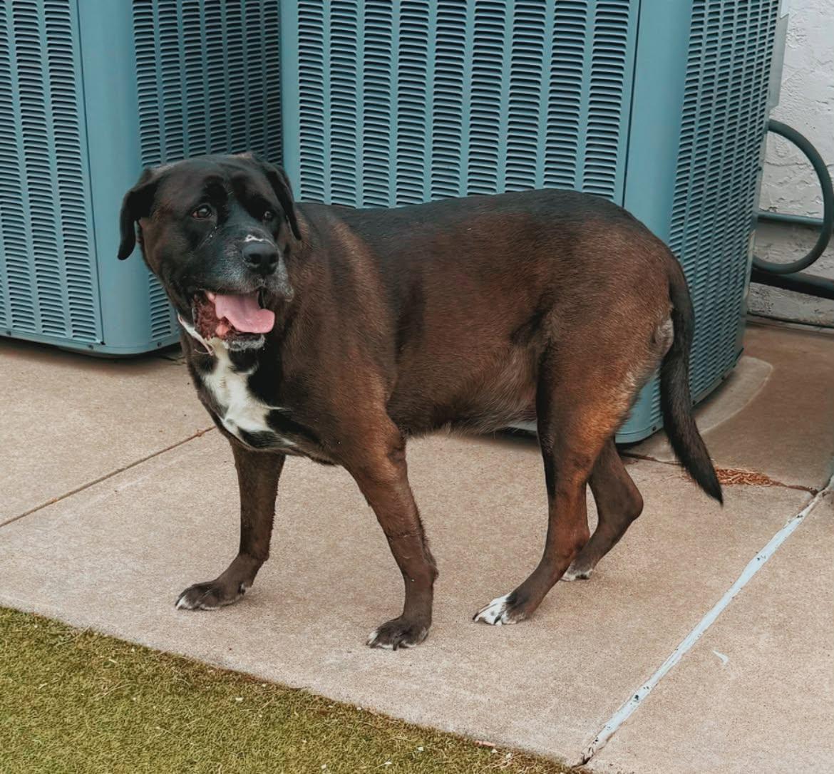 Enlarge Karma, a Adopted mixed breed in Hays, KS image 6/6