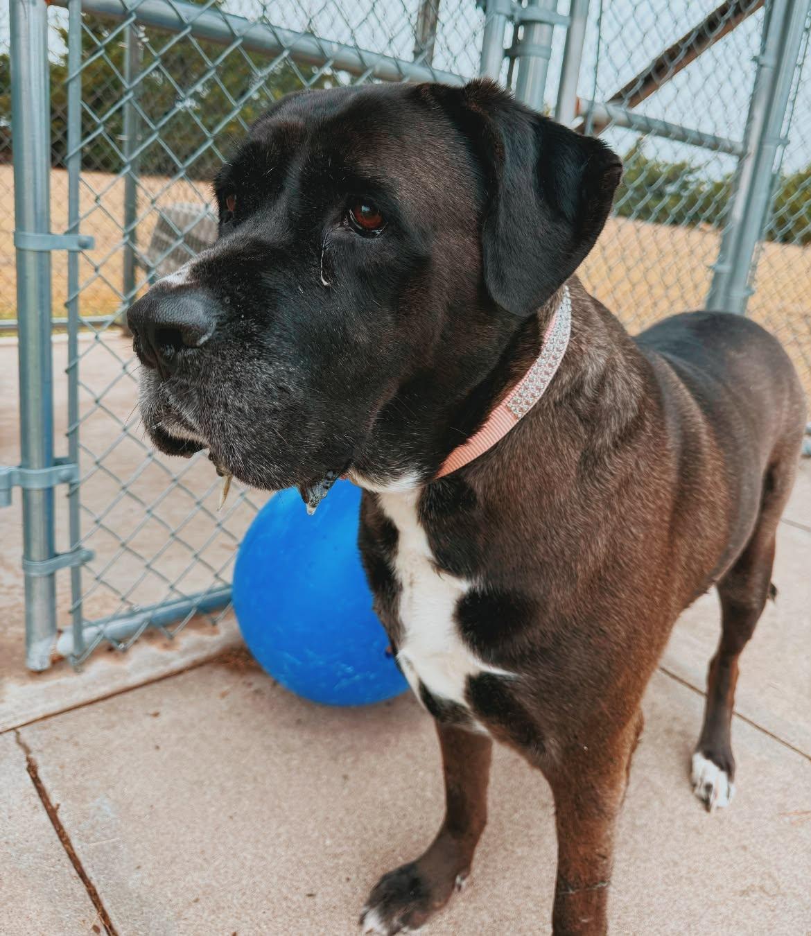 Enlarge Karma, a Adopted mixed breed in Hays, KS image 3/6