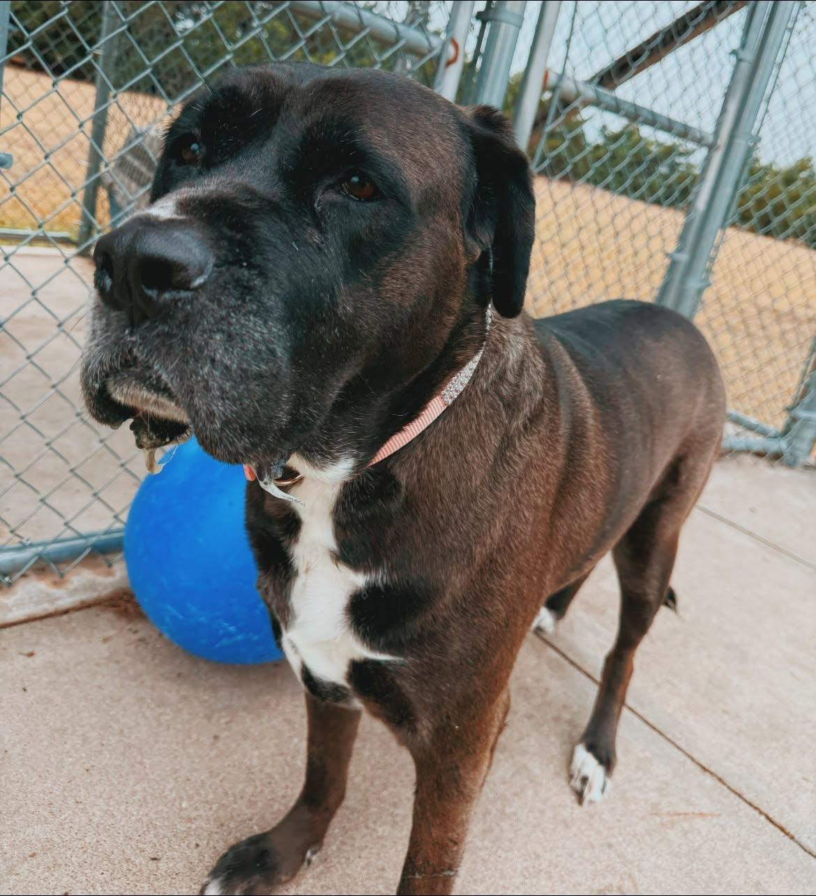 Karma, Adopted, Senior Female Cane Corso.