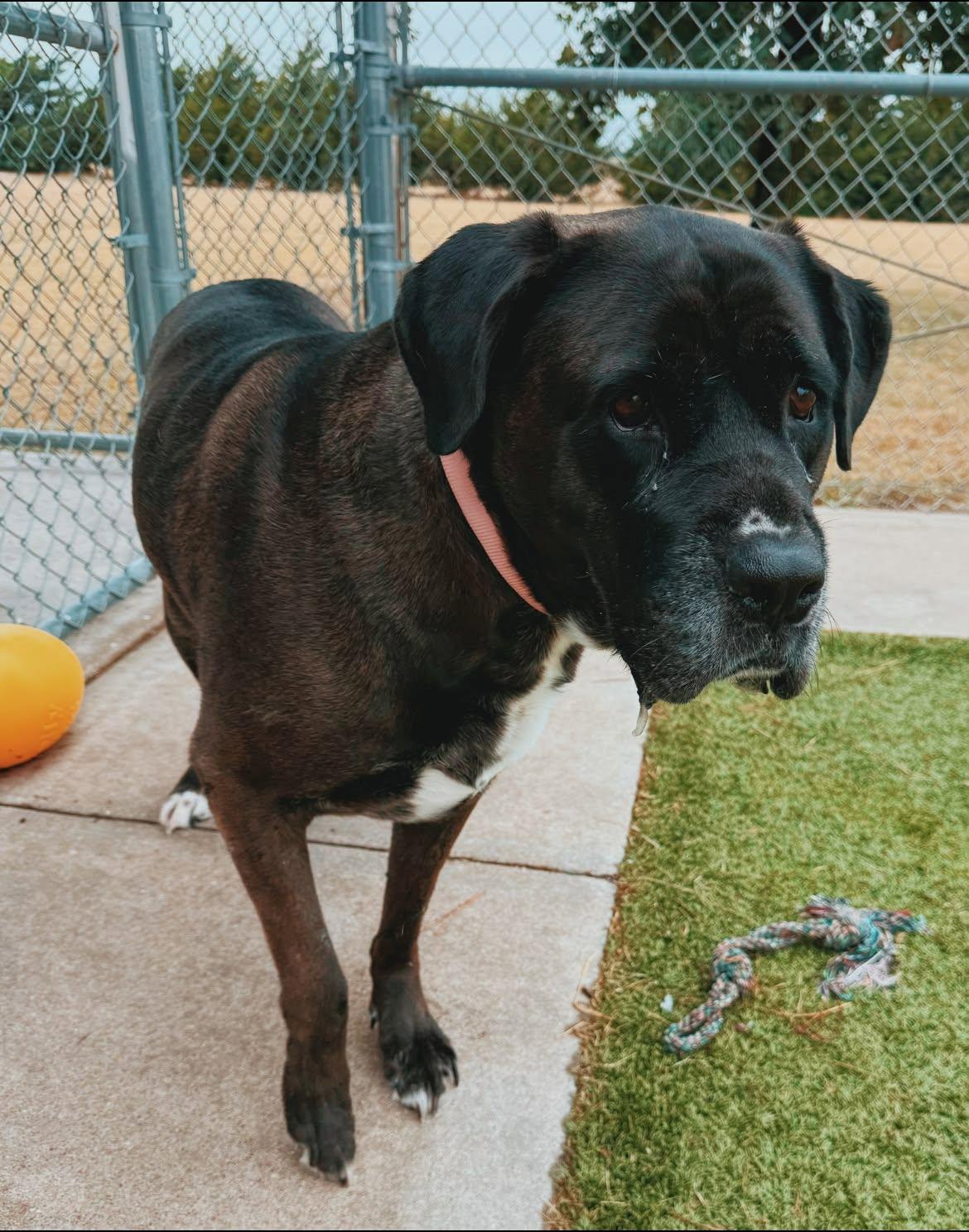Enlarge Karma, a Adopted mixed breed in Hays, KS image 4/6