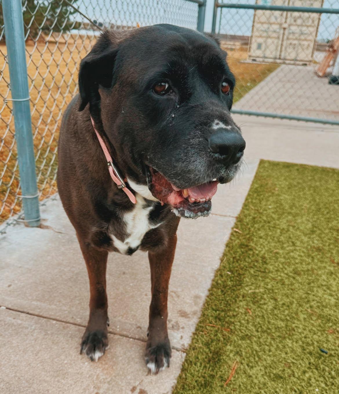 Enlarge Karma, a Adopted mixed breed in Hays, KS image 5/6