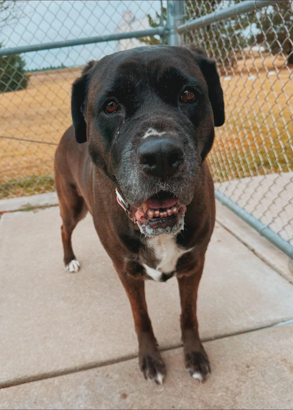 Enlarge Karma, a Adopted mixed breed in Hays, KS image 2/6