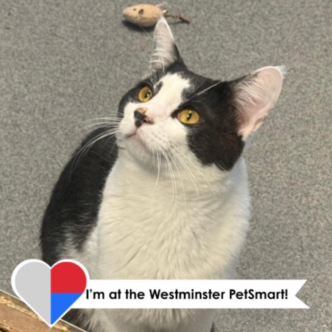 Egg Noodle, a Adoptable Domestic Short Hair in Westminster, CO image 1/5
