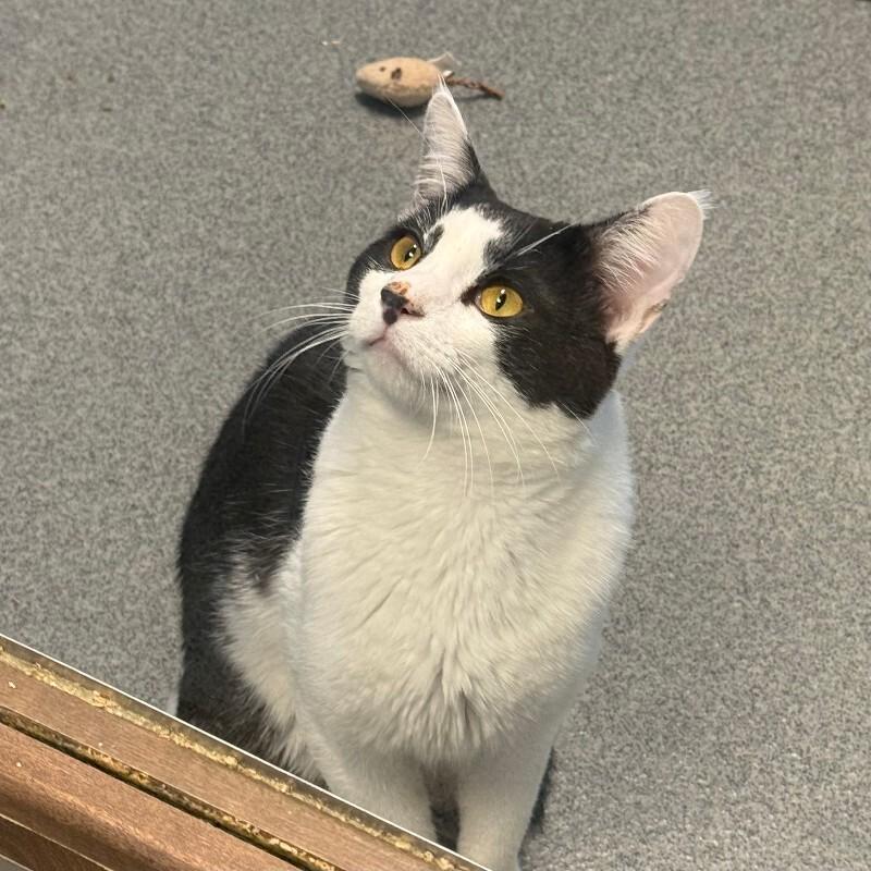 Egg Noodle, a Adoptable Domestic Short Hair in Westminster, CO image 2/5