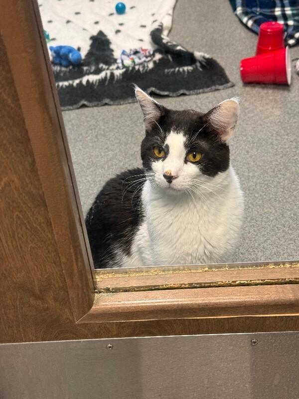 Egg Noodle, a Adoptable Domestic Short Hair in Westminster, CO image 5/5