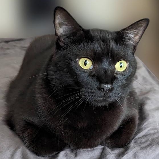 Hugo, Adult Male unknown