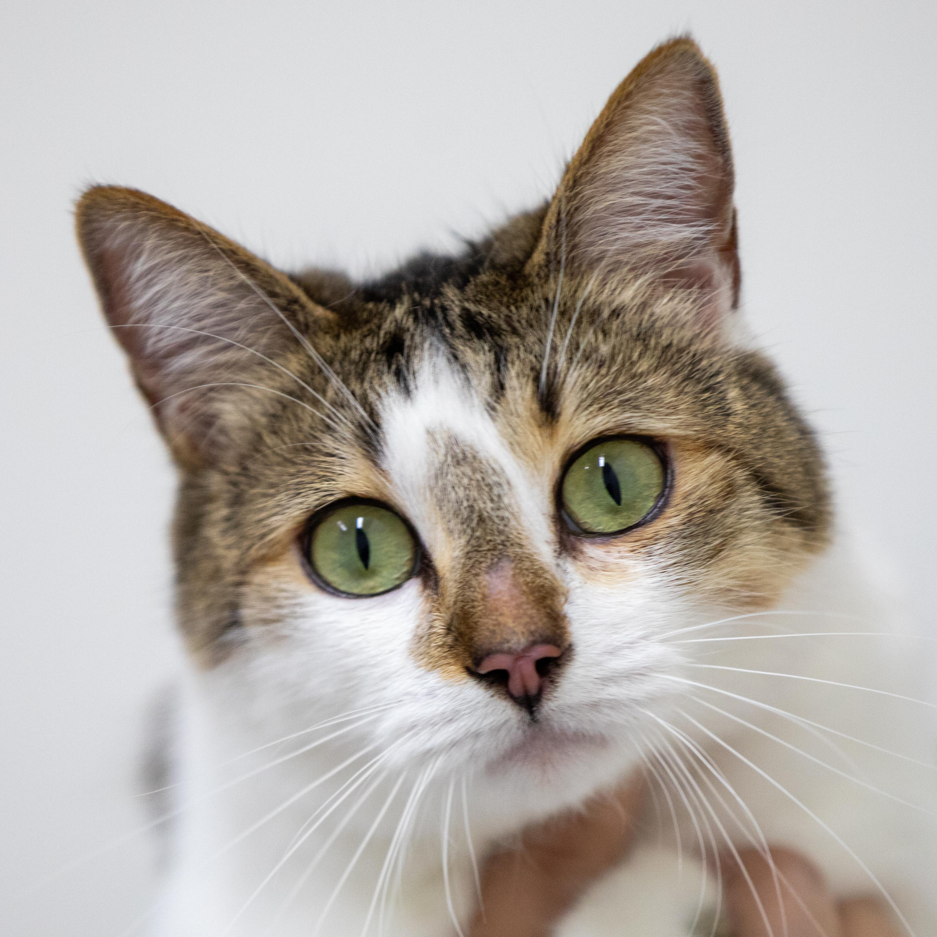 Lily, Adoptable, Young Female Domestic Short Hair.